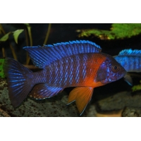 Aulonocara Red Flash 6-7cm Aulonocara Red Flash 6-7cm